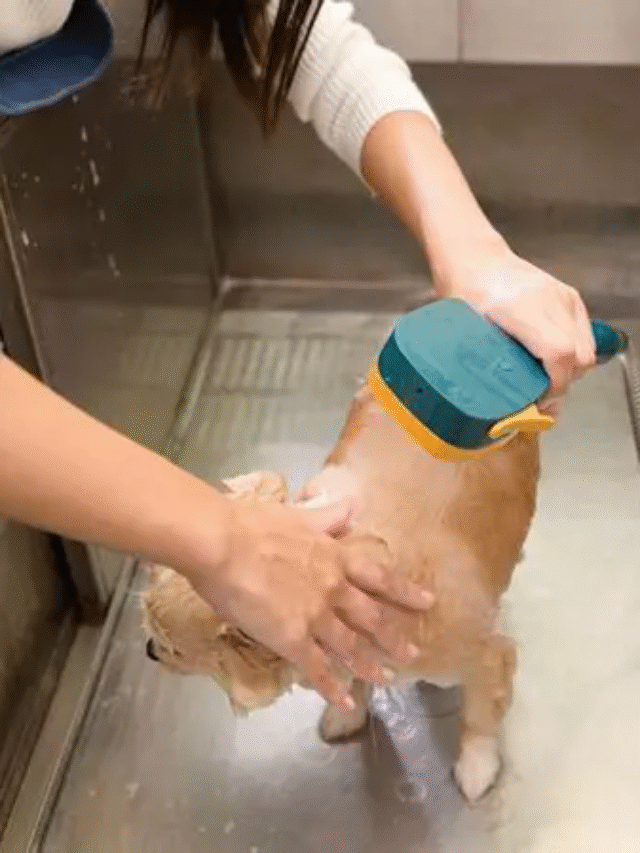 How Often Should You Bathe Your Dog in Indian Weather?-thumnail