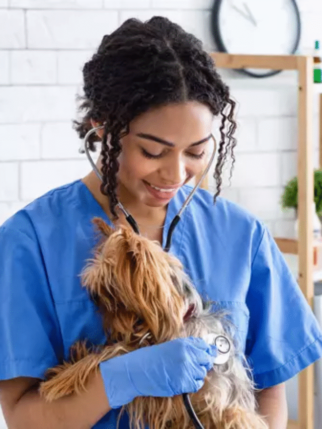 How Often Should You Bathe Your Dog in Indian Weather?-thumnail