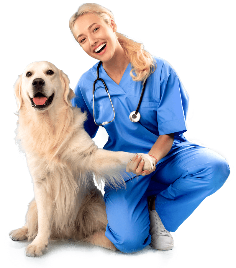 Vet and Dog
