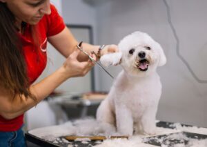 Best 5 Essential Grooming Tools Every Pet Owners Should Own