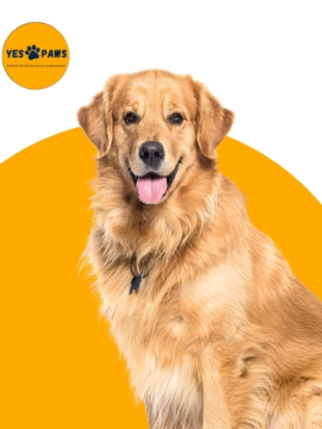 Why Professional Pet Grooming Services in Hyderabad Are Essential for Your Pet’s Health-thumnail