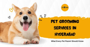 Pet Grooming Services in Hyderabad: What Every Pet Parent Should Know