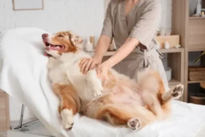 Why Your Pet Deserves a Relaxing Massage