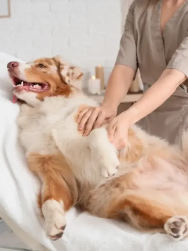 How Professional Dog Training in Hyderabad Improves Your Pet’s Life-thumnail