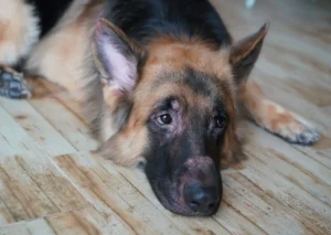 10 Common Dog Skin Problems You Can Manage with Better Grooming