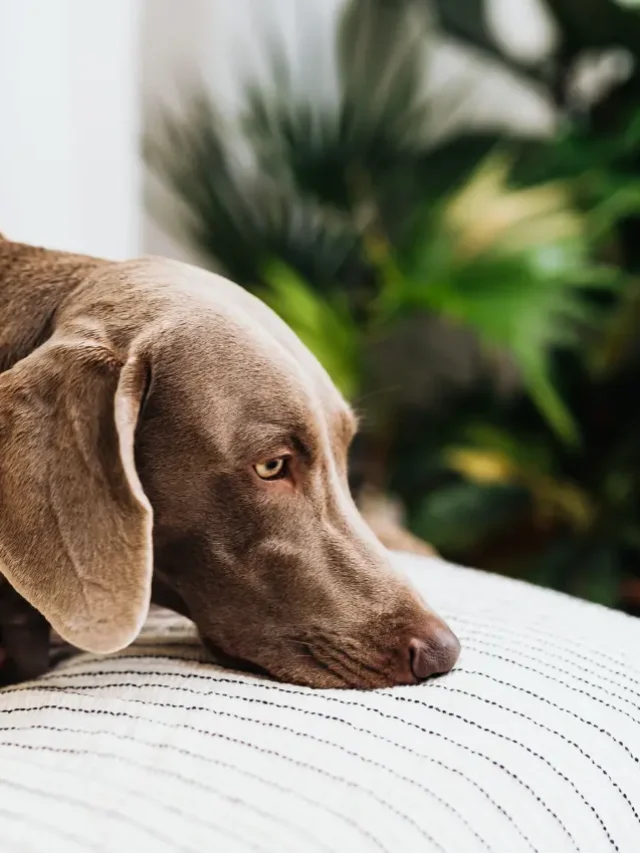 Common Dog Skin Problems You Can Manage with Better Grooming-thumnail