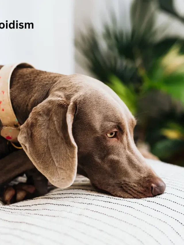 Potty Training Tips for Dogs in Apartments:-thumnail