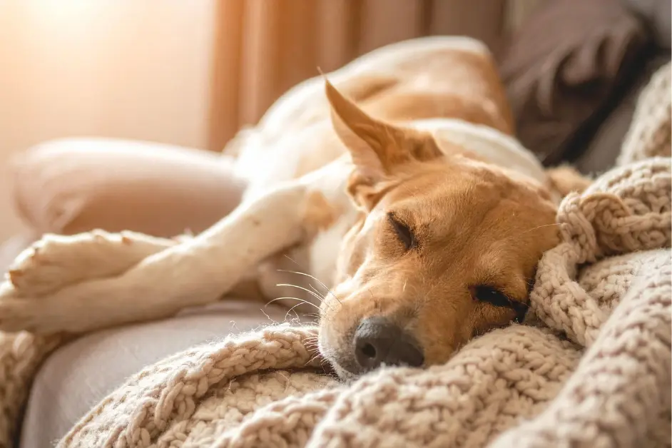 Dog Comfortable in Hyderabad’s Mild Winter  