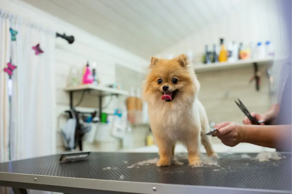 Winter Grooming Tips for Pets—Complete Care Guide for Hyderabad Pet Owners 2 Grooming Tips for Pets