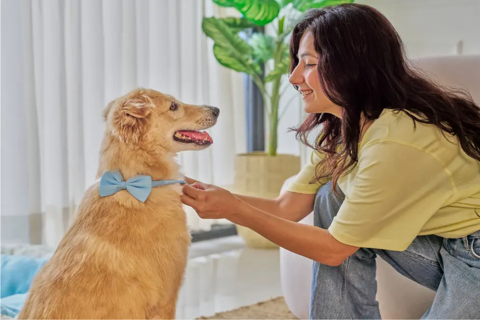 Winter Grooming Tips for Pets—Complete Care Guide for Hyderabad Pet Owners 1 Grooming Tips for Pets