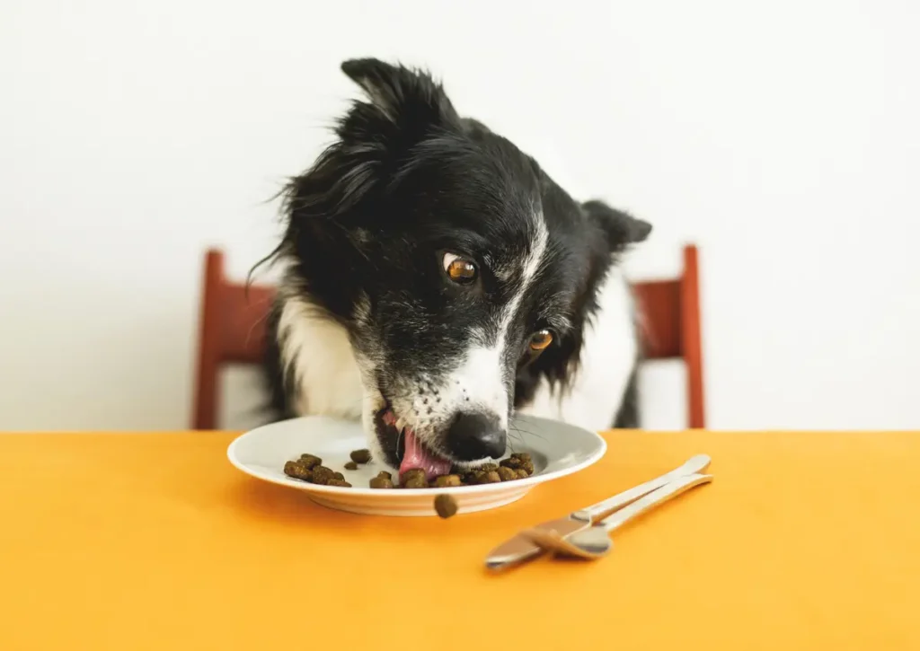 Top 10 Best Dog Food Brands in India 2025 2 Dog Food Brands