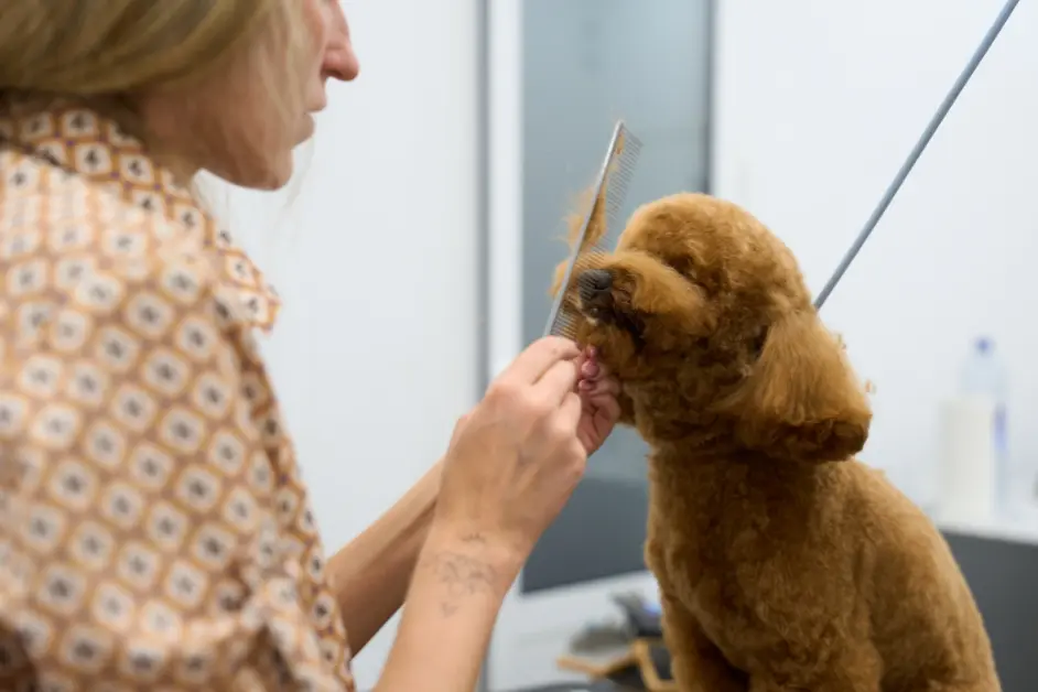 Home vs Professional Grooming-What's Best for Your Pet? 1 Home vs. Professional Grooming