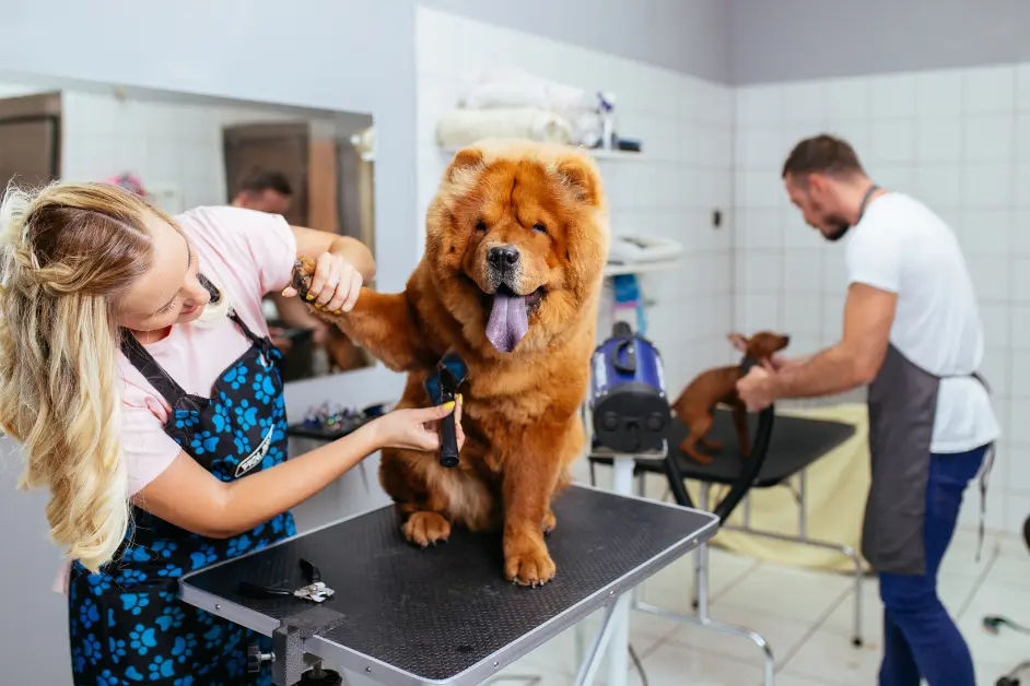 Home vs Professional Grooming-What's Best for Your Pet? 2 Home vs. Professional Grooming