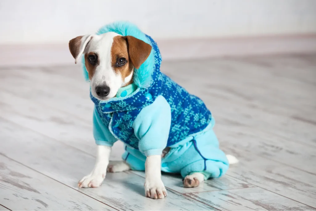 Protect Your Pets in Winter