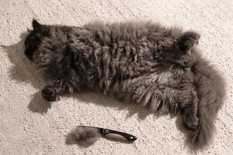 Professional Cat Grooming —Why Your Cat Needs More Than Self-Cleaning 3 Reduction of Hairballs and Shedding