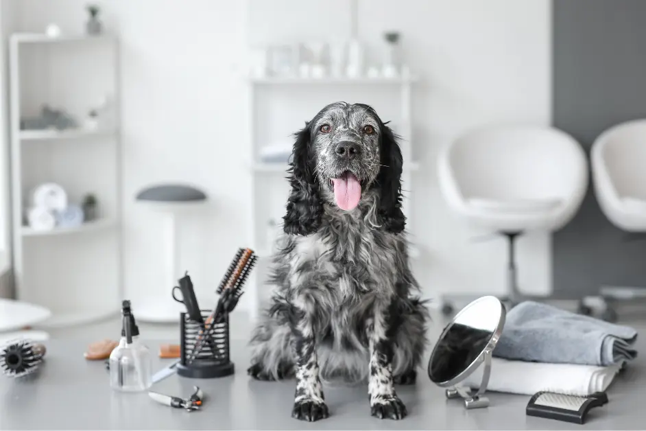 Right Grooming Package for pet