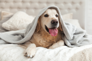 Winter Care for Pets—Keep Your Dogs, Cats & Small Companions Warm, Safe & Happy