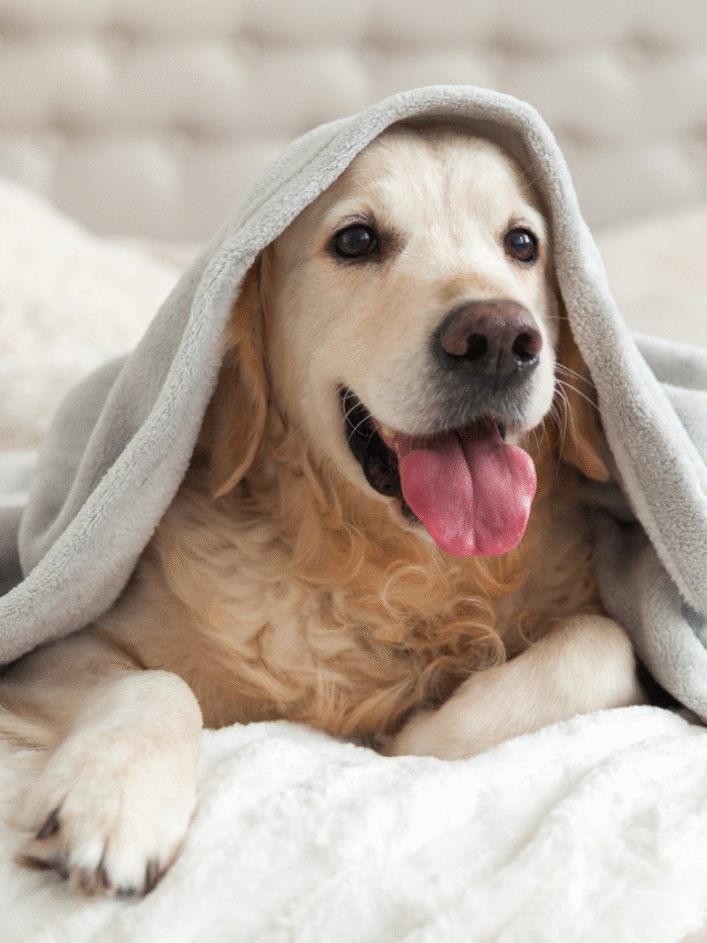 Winter Care for Pets—Keep Your Dogs-thumnail