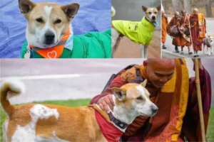 Aloka the Peace Dog Walks Across America With Buddhist Monks, Capturing Global Attention