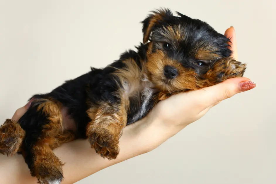 Best Dog Food for Puppies in India