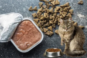 Dry vs Wet Cat Food: Which Is Better for Your Cat’s Long Term Health?