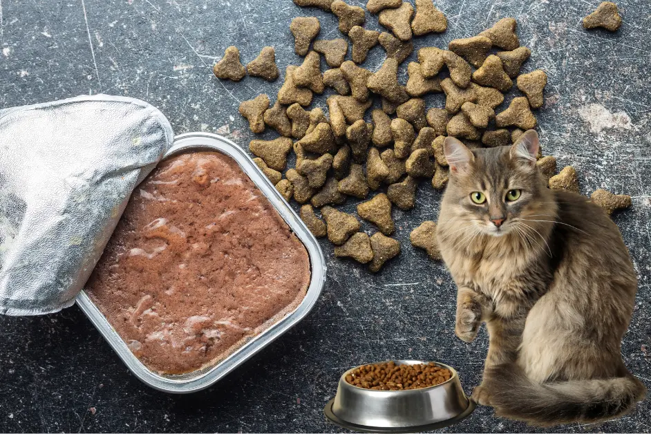 Dry vs Wet Cat Food