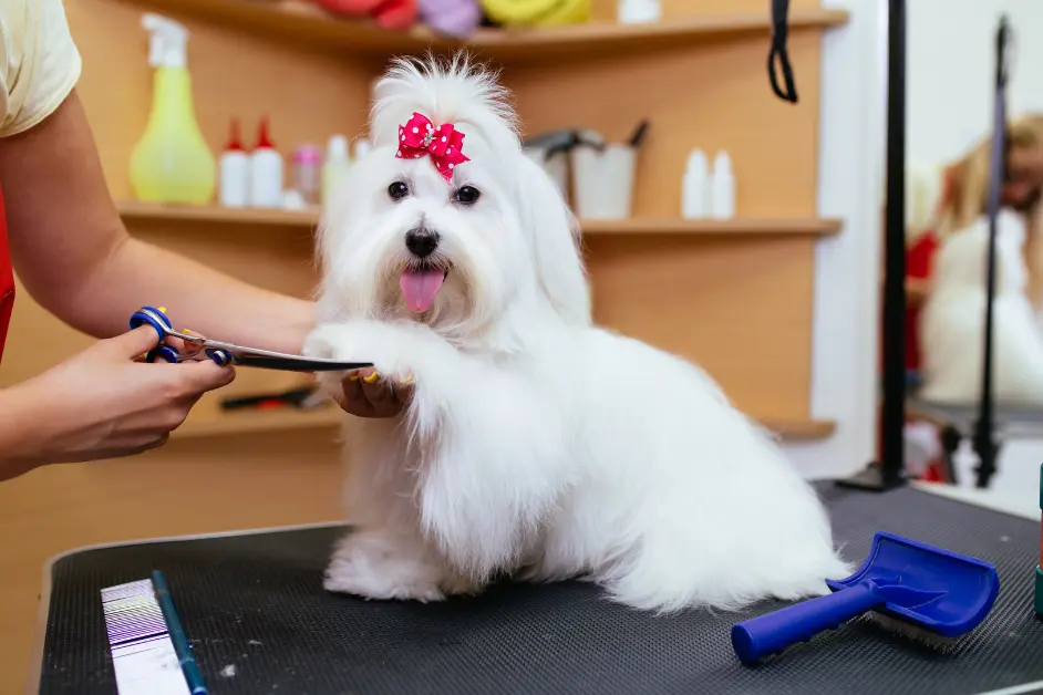 How Often Should You Groom Your Dog in Hyderabad’s Climate?-preview image
