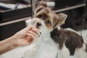 Pet Grooming Is Not Cosmetic. It’s Preventive Health Care