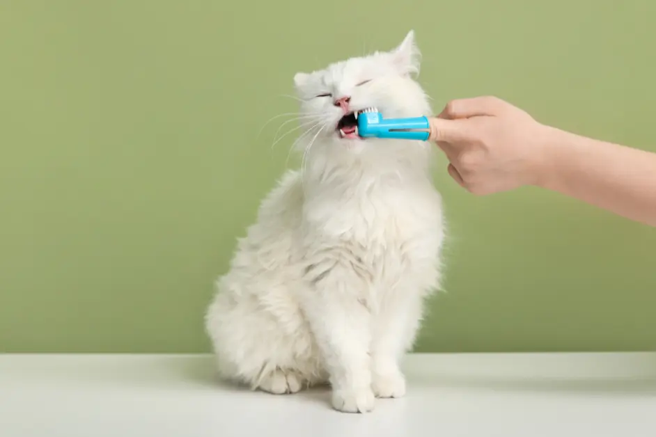 Ear, Eye, and Dental Hygiene