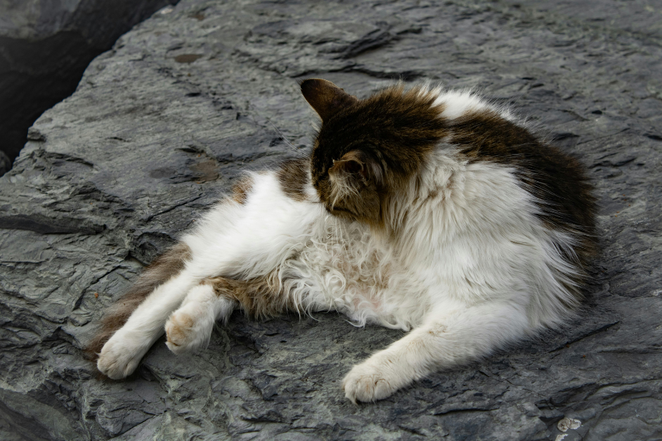 Signs Your Pet Is Crying for Grooming 1