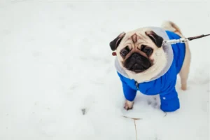 Winter Skin & Coat Protection for Pets—Expert Tips Every Pet Parent Should Know