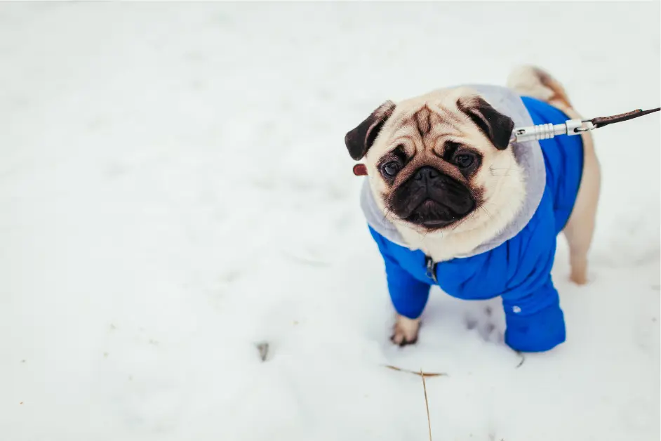 Winter Skin & Coat Protection for Pets  