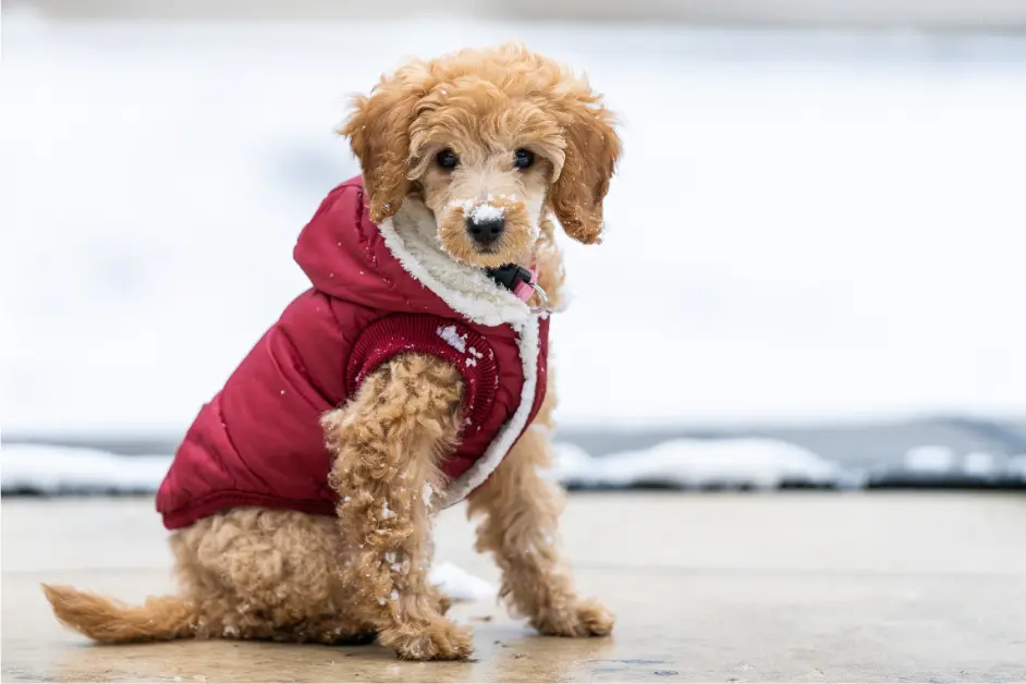 Winter Skin & Coat Protection for Pets 