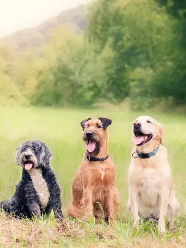 Groomers Are Only For “Fancy” Breeds-thumnail