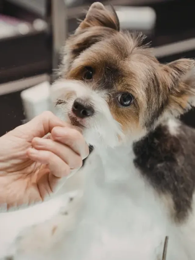 That Constant Scratching Isn’t Normal-thumnail