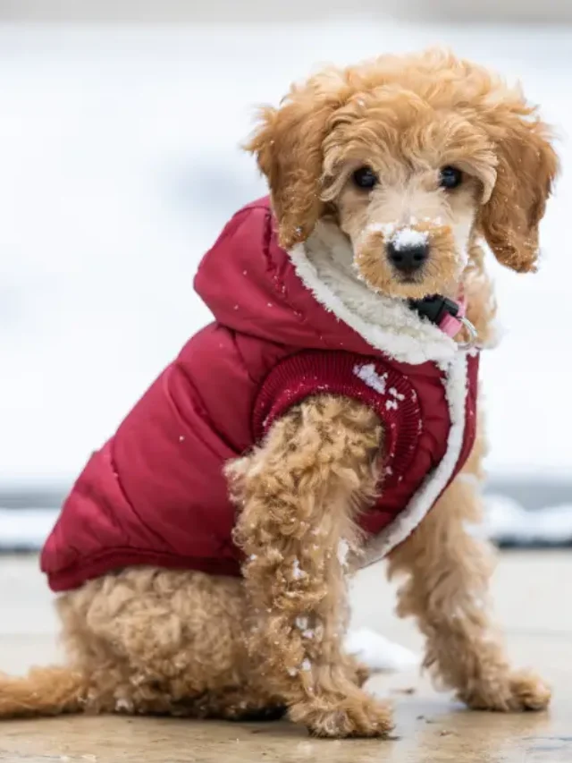 Aspects to Consider in the Ideal Dog Boarding Facility in Hyderabad-thumnail