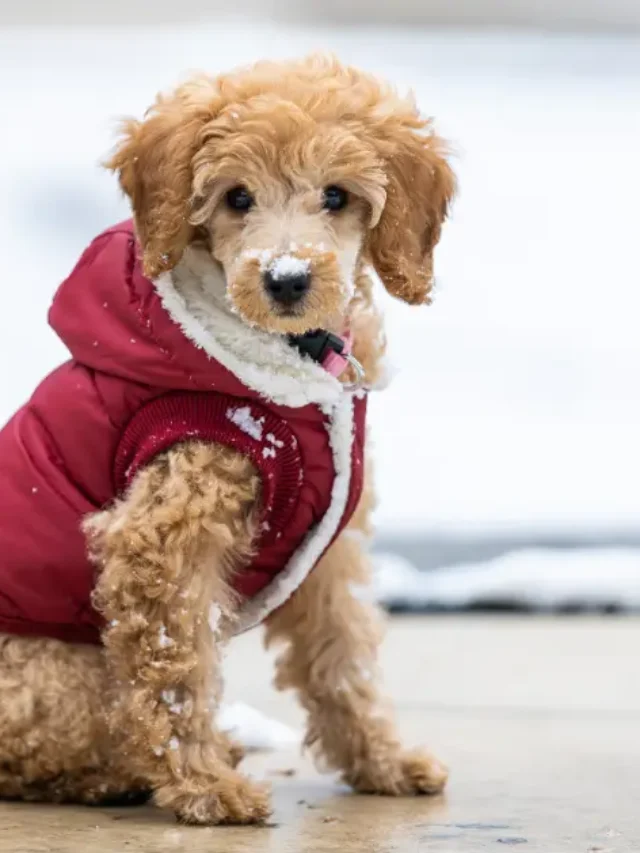 The Emotional Wellbeing of a Well-Groomed Pet-thumnail