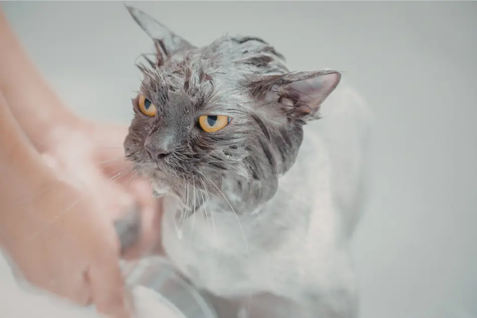 Human Shampoo vs Pet Shampoo