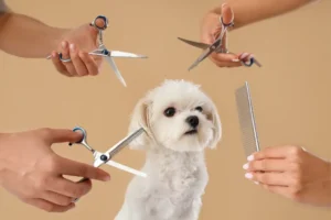 Complete Guide to Pet Care Services in Hyderabad: Boarding, Grooming & More