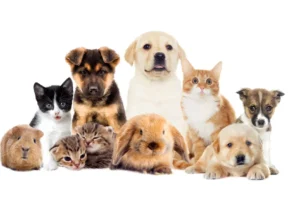 Short Coat – No Grooming: Myths That Harm Pets