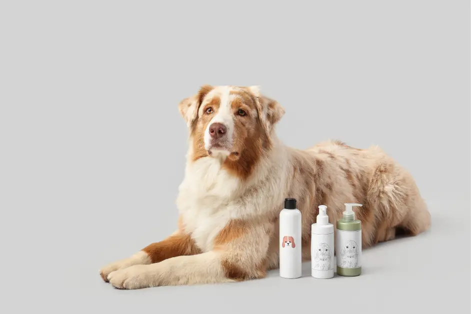 Short Coat - No Grooming: Myths That Harm Pets 1 Short Coat ≠ No Grooming