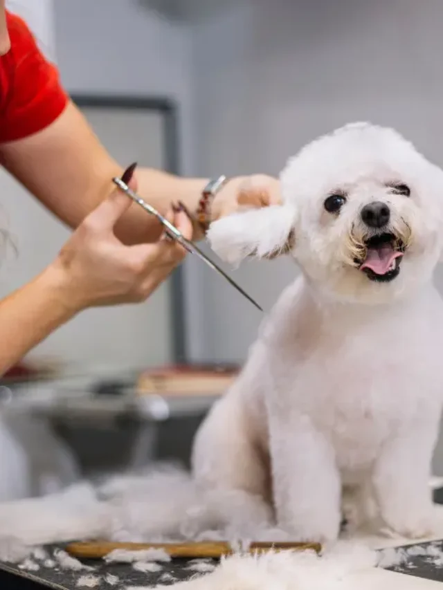 Finding the Right Pet Care Services Hyderabad: Area-Wise Guide-thumnail