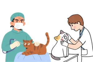 Common Cat Health Problems and Their Early Symptoms