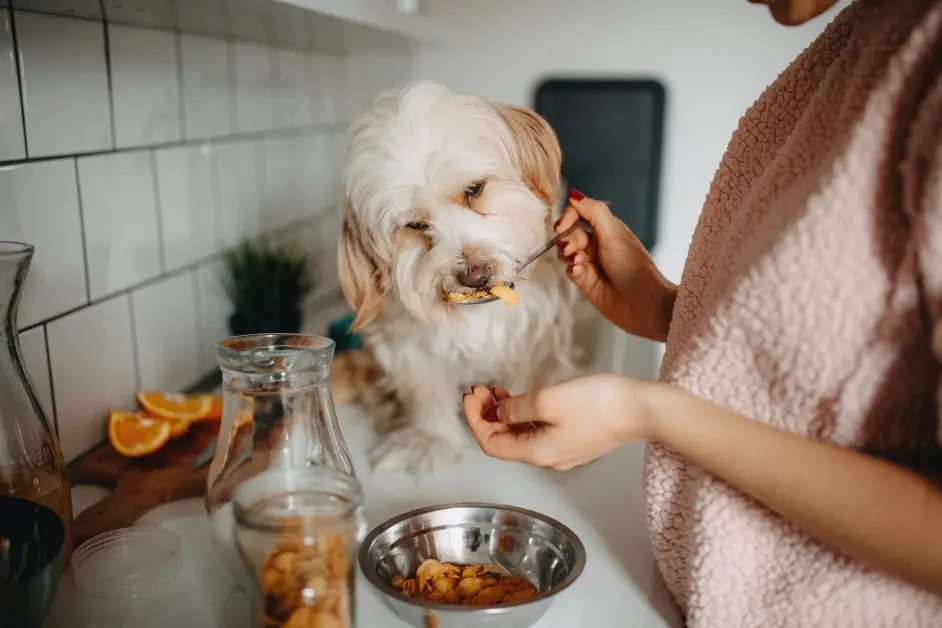 Homemade Dog Food Recipes Approved by Vets: A Complete Guide for Indian Pet Parents 1 Homemade Dog Food Recipes