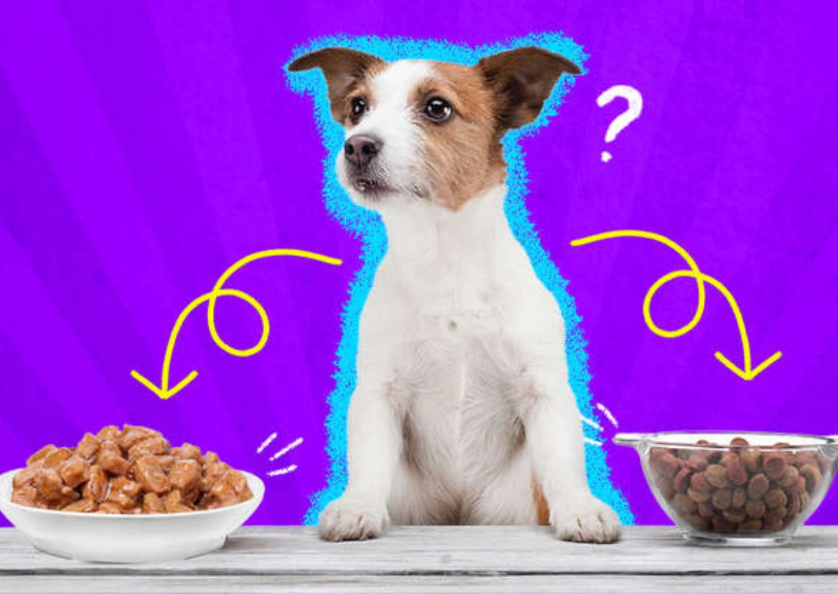 Dry Food vs Wet Food: Which Is Better for Your Pet?-preview image