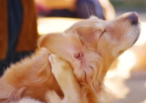 Home Remedies for Dog Itching and Skin Allergies