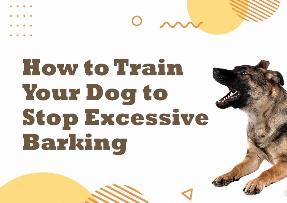 How to Train Your Dog to Stop Barking Excessively-preview image