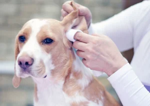 How to Clean Dog Ears at Home Safely