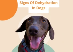 How to Know If Your Pet Is Dehydrated