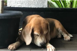 Signs Your Dog Is in Pain and What You Should Do: A Comprehensive Guide